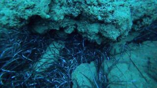 Alanya весёлая рыбалка на мелководье лёгкая снасть и морская рыбка под ногами