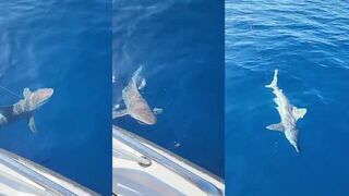 Alanya ещё один красивый акулий трофей морская рыбалка в районе Okurcalar и тёплый Средиземноморский бриз