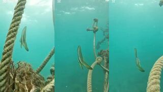 Баннерфиш у берега Sanur Bali подводная встреча с рифовой рыбкой на мелководье