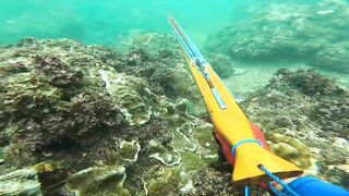 Подводная охота у Sanur морская рыбалка и дайвинг с ружьём по рифовой рыбе