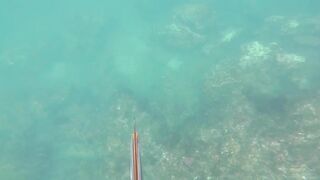 Подводная охота у Sanur морская рыбалка и дайвинг с ружьём по рифовой рыбе