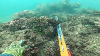 Подводная охота у Sanur морская рыбалка и дайвинг с ружьём по рифовой рыбе