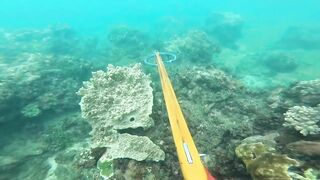 Подводная охота у Sanur морская рыбалка и дайвинг с ружьём по рифовой рыбе