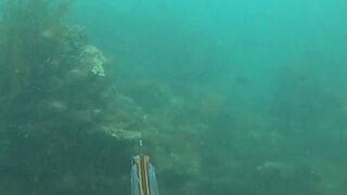 Подводная охота у Sanur морская рыбалка и дайвинг с ружьём по рифовой рыбе