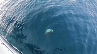 Hadak Oman Shuwaymiah часть 2 морская рыбалка на скалистом побережье Аравийского моря