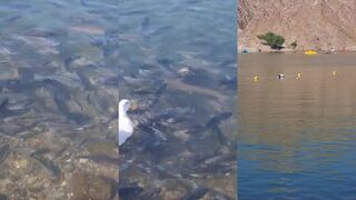 Fishing Sharjah Rafisah Dam горное озеро плотина и прогулка с удочкой