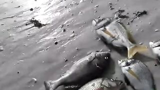 Подводная охота и морская рыбалка в Шардже охота на хамурию у скалистого берега