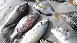 Подводная охота и морская рыбалка в Шардже охота на хамурию у скалистого берега