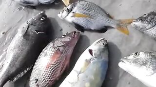 Подводная охота и морская рыбалка в Шардже охота на хамурию у скалистого берега