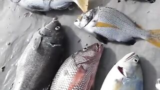 Подводная охота и морская рыбалка в Шардже охота на хамурию у скалистого берега