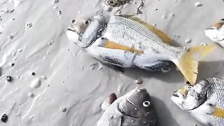 Подводная охота и морская рыбалка в Шардже охота на хамурию у скалистого берега