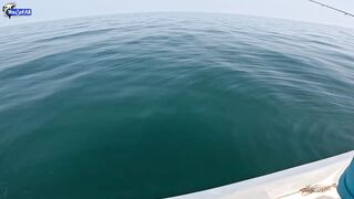 Kingfish кастингом морская рыбалка в Катаре у песчаных берегов и прозрачной голубой воды