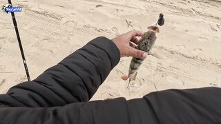 Рыбалка в Катаре inland юг страны песок вокруг и зеркальная заводь с голодной рыбой