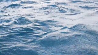 Тунец и морская рыбалка в Sharm El Sheikh Красное море и египетский адреналин