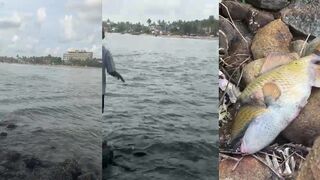 Рыбалка в Unawatuna Sri Lanka поимка кефали на 5 кг на простой спиннинг у пляжа