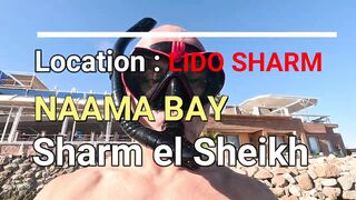 Red Sea snorkeling Sharm el Sheikh Naama Bay синие тревалли и жизнь рифа под ластами