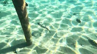 Red Sea snorkeling Sharm el Sheikh Naama Bay синие тревалли и жизнь рифа под ластами