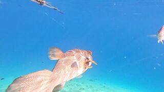 Red Sea snorkeling Sharm el Sheikh Naama Bay синие тревалли и жизнь рифа под ластами