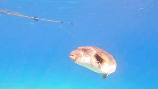 Red Sea snorkeling Sharm el Sheikh Naama Bay синие тревалли и жизнь рифа под ластами