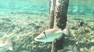 Red Sea snorkeling Sharm el Sheikh Naama Bay синие тревалли и жизнь рифа под ластами