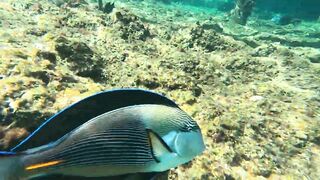 Red Sea snorkeling Sharm el Sheikh Naama Bay синие тревалли и жизнь рифа под ластами