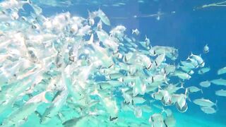 Red Sea snorkeling Sharm el Sheikh Naama Bay синие тревалли и жизнь рифа под ластами