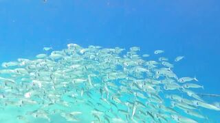 Red Sea snorkeling Sharm el Sheikh Naama Bay синие тревалли и жизнь рифа под ластами