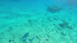 Red Sea snorkeling Sharm el Sheikh Naama Bay синие тревалли и жизнь рифа под ластами