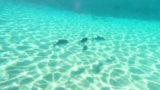 Red Sea snorkeling Sharm el Sheikh Naama Bay синие тревалли и жизнь рифа под ластами