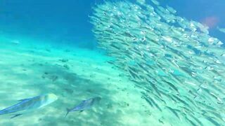 Red Sea snorkeling Sharm el Sheikh Naama Bay синие тревалли и жизнь рифа под ластами