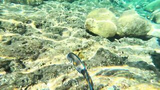 Red Sea snorkeling Sharm el Sheikh Naama Bay синие тревалли и жизнь рифа под ластами