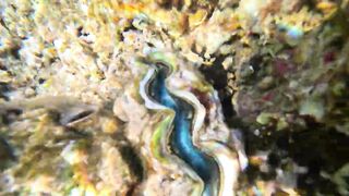 Red Sea snorkeling Sharm el Sheikh Naama Bay синие тревалли и жизнь рифа под ластами