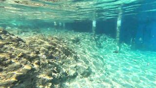 Red Sea snorkeling Sharm el Sheikh Naama Bay синие тревалли и жизнь рифа под ластами