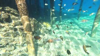Red Sea snorkeling Sharm el Sheikh Naama Bay синие тревалли и жизнь рифа под ластами