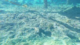 Red Sea snorkeling Sharm el Sheikh Naama Bay синие тревалли и жизнь рифа под ластами