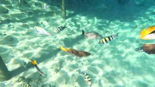 Red Sea snorkeling Sharm el Sheikh Naama Bay синие тревалли и жизнь рифа под ластами