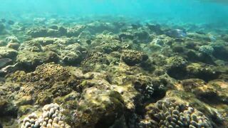 Скрытый рай в Sharm el Sheikh тур всего за 39 евро и морская рыбалка рядом с коралловыми рифами