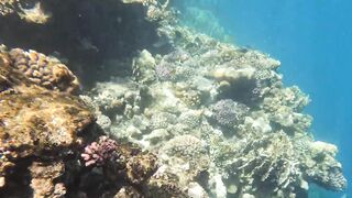 Скрытый рай в Sharm el Sheikh тур всего за 39 евро и морская рыбалка рядом с коралловыми рифами