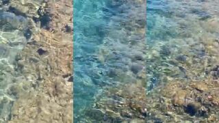 Шарм-эль-Шейх - рыба играет с волной прямо у берега Красного моря