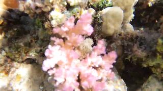 Sharm el Sheikh - можно и без удочек но море и рыба вокруг манят к рыбалке