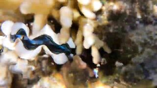 Sharm el Sheikh - можно и без удочек но море и рыба вокруг манят к рыбалке