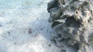 Sharm el Sheikh - можно и без удочек но море и рыба вокруг манят к рыбалке