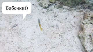 Sharm el Sheikh - можно и без удочек но море и рыба вокруг манят к рыбалке