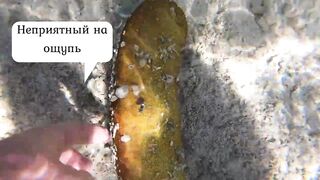 Sharm el Sheikh - можно и без удочек но море и рыба вокруг манят к рыбалке