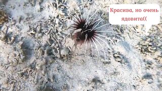 Sharm el Sheikh - можно и без удочек но море и рыба вокруг манят к рыбалке