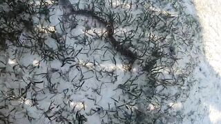 Sharm el Sheikh - можно и без удочек но море и рыба вокруг манят к рыбалке