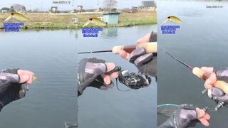 Area trout fishing Petit MOCA тонкая ловля форели на платном пруду ранней весной