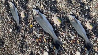 TSURINOYA Intruder 46S в деле морской спиннинг по seabass у берегов Пафоса