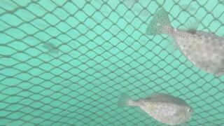 Семейная морская рыбалка в Нячанге Вьетнам дети и взрослые на одной лодке делят каждый трофей