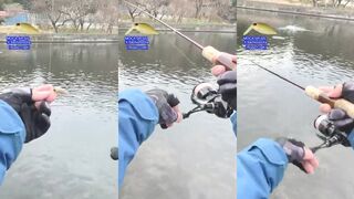 Area trout fishing MOCA Sr Ss ещё один день охоты за форелью на спокойном пруду